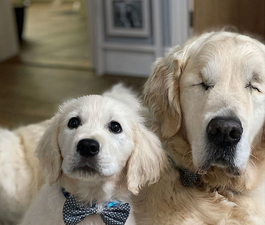 vak kutya vakvezető golden retriever