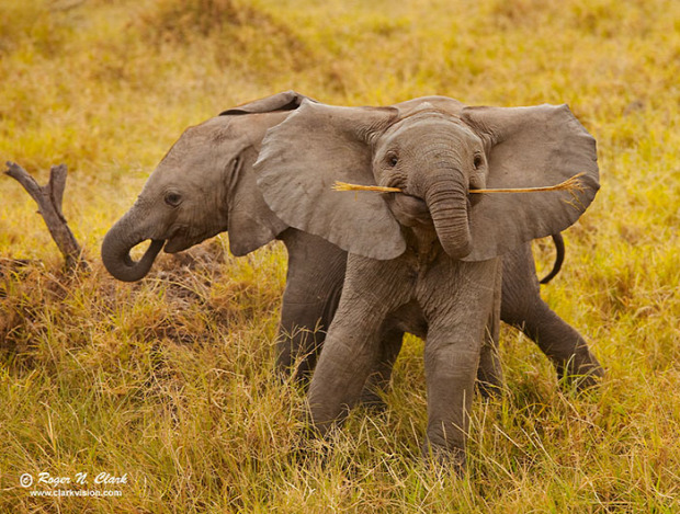 A világ érdekes elefánt kölyök