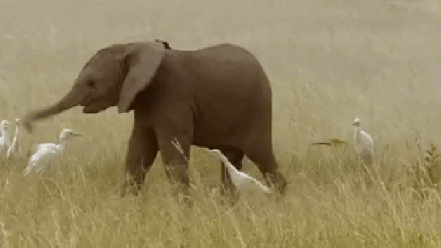 A világ érdekes elefánt kölyök