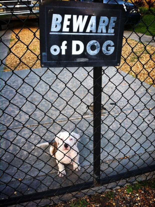 A világ érdekes kutya tábla figyelmeztetés