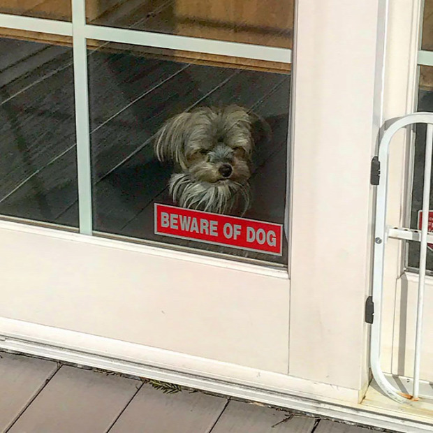 A világ érdekes kutya tábla figyelmeztetés