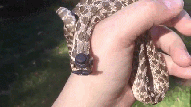 A világ érdekes kígyó