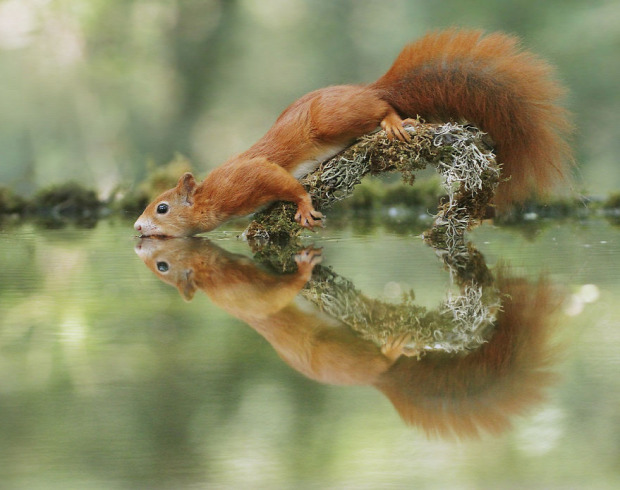 természetfotós Julian Sad mókus hörcsög róka