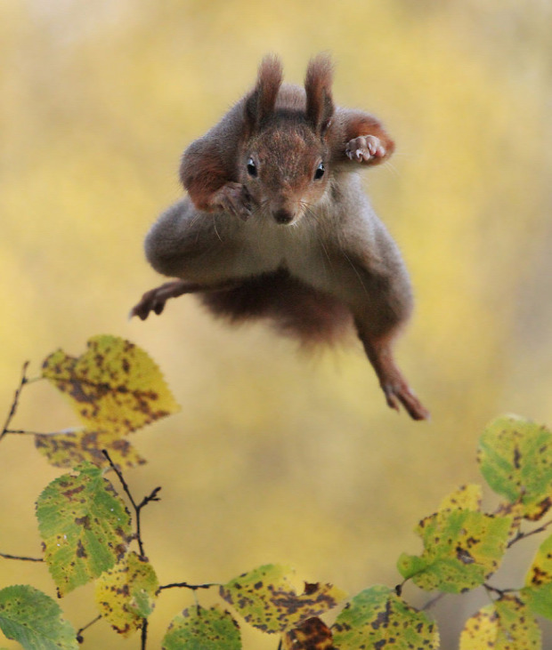 természetfotós Julian Sad mókus hörcsög róka