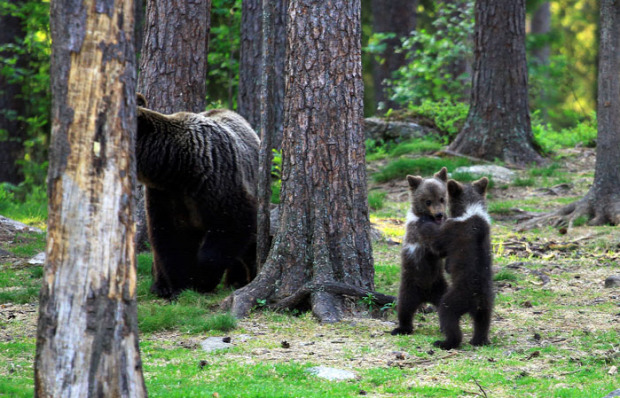 finn medve tajga erdő tisztás táncol bocs
