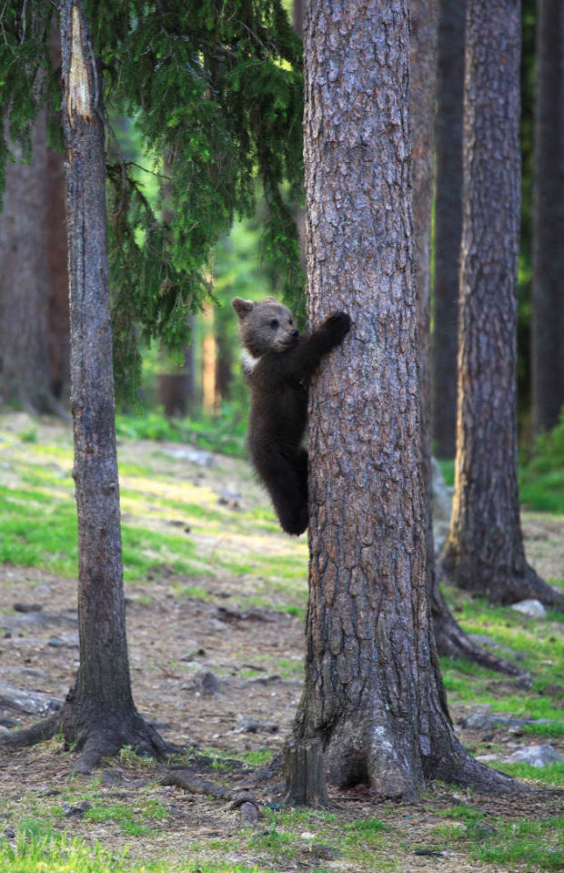 finn medve tajga erdő tisztás táncol bocs