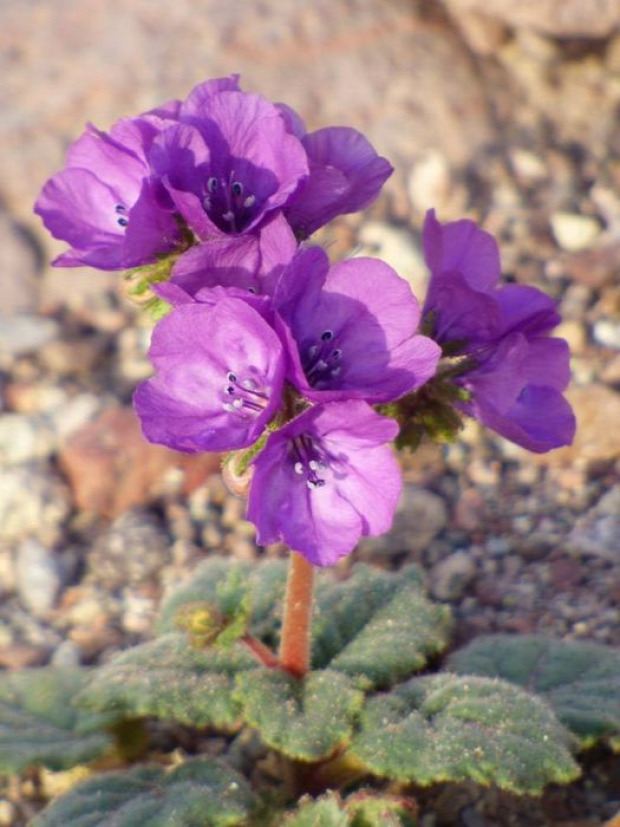 A világ érdekes USA Amerika Halál-völgye Death Valley sivatag virág