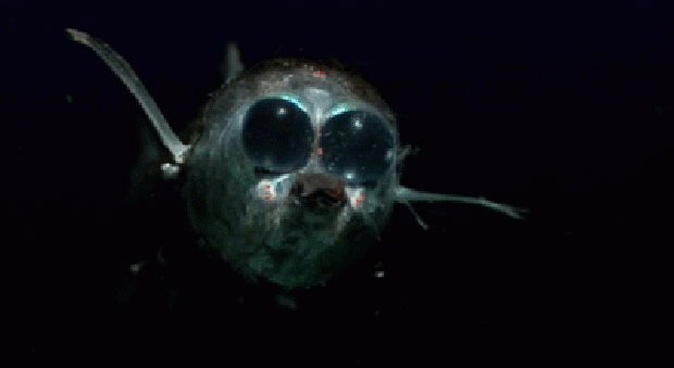 a világ érdekes tenger óceán mély mélytenger élőlény kreatúra ijesztő félelmetes