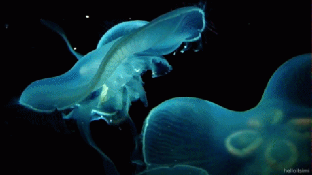 a világ érdekes tenger óceán mély mélytenger élőlény kreatúra ijesztő félelmetes