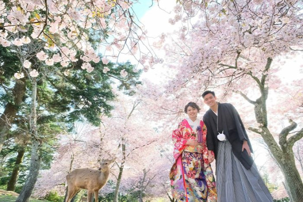 Japán cseresznyevirágzás sika szarvas esküvő