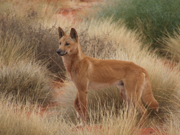sziget invazív faj kecske dingó