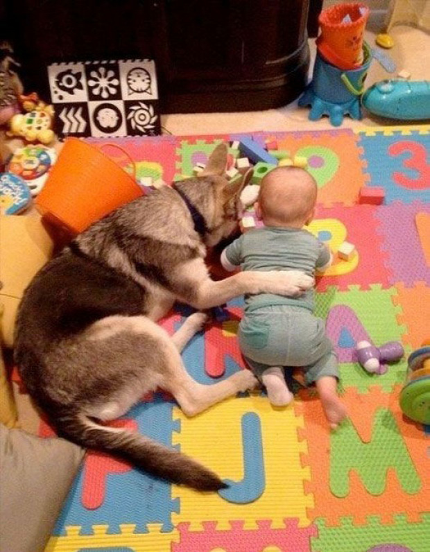 A világ érdekes kutya baba gyerek