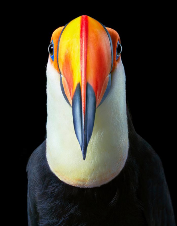madár portré fotó
