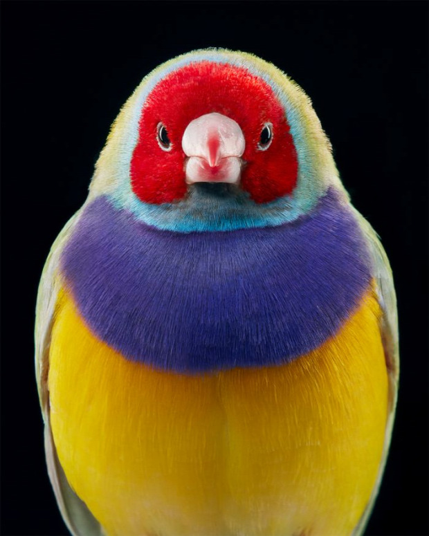 madár portré fotó