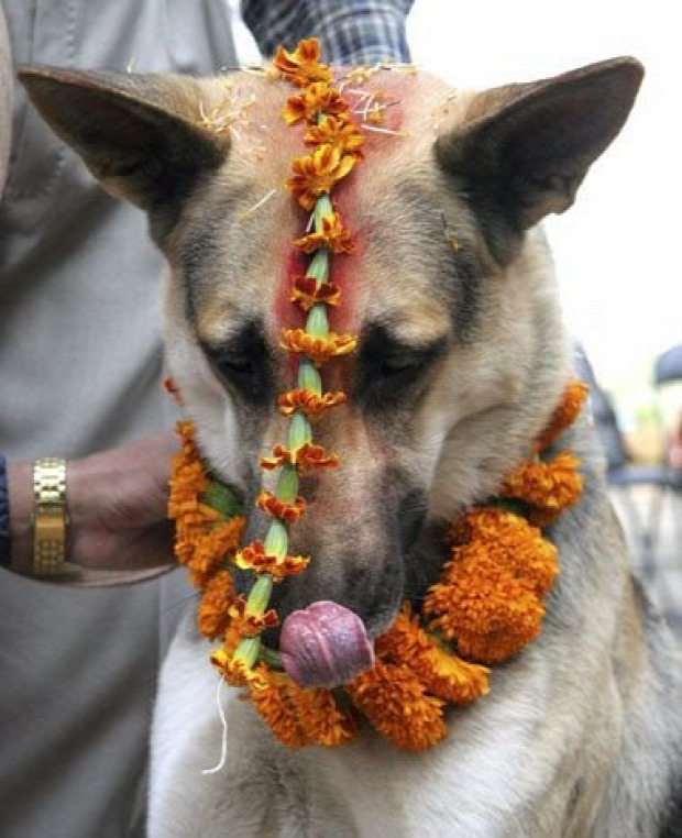 kutya ünnep Nepál