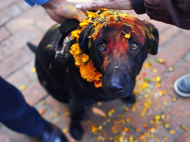 kutya ünnep Nepál