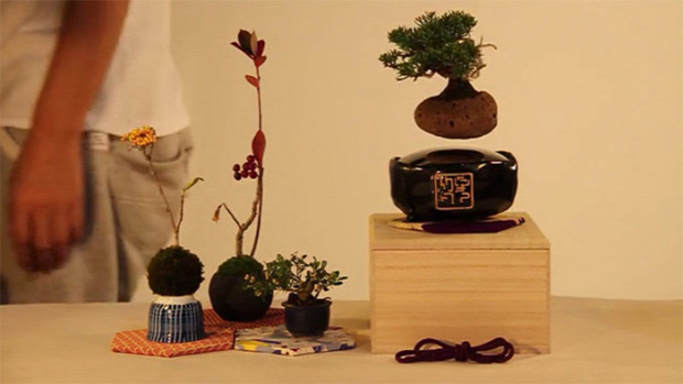Kütyülógia lebegő bonsai