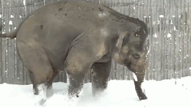 A világ érdekes állat kölyök hó első először találkozás
