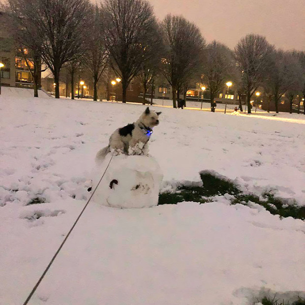 kutya hó