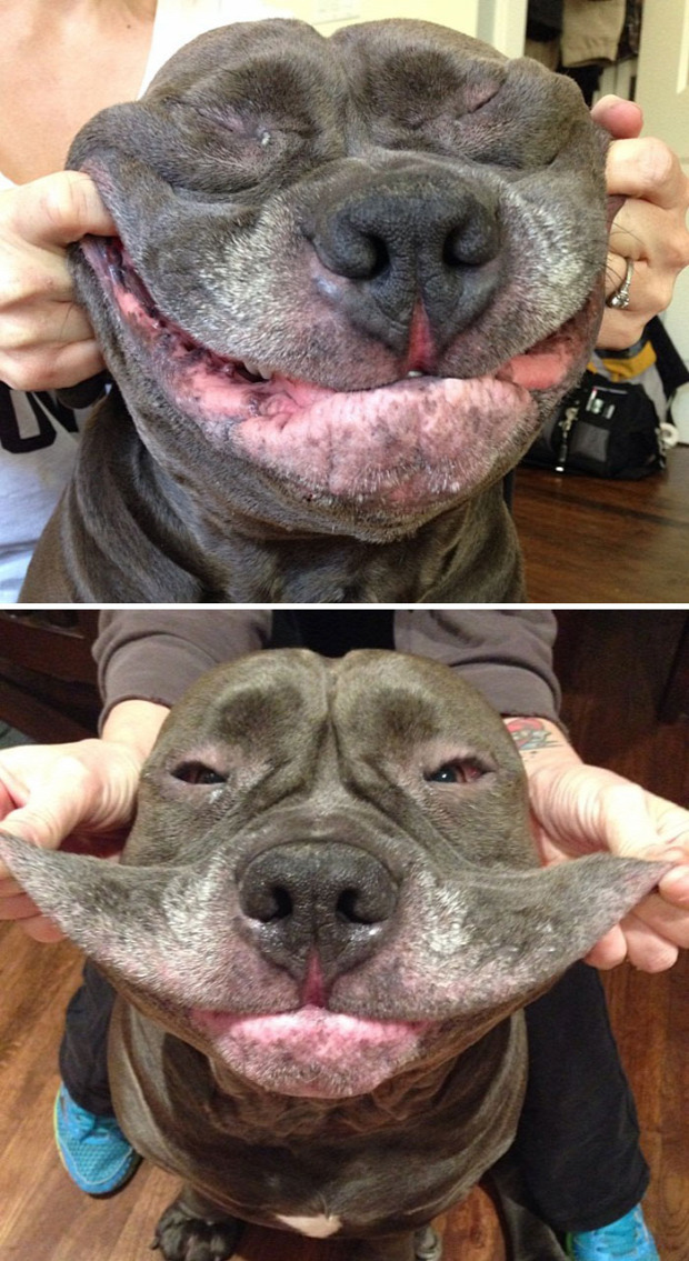 kutya bőr pofa arc