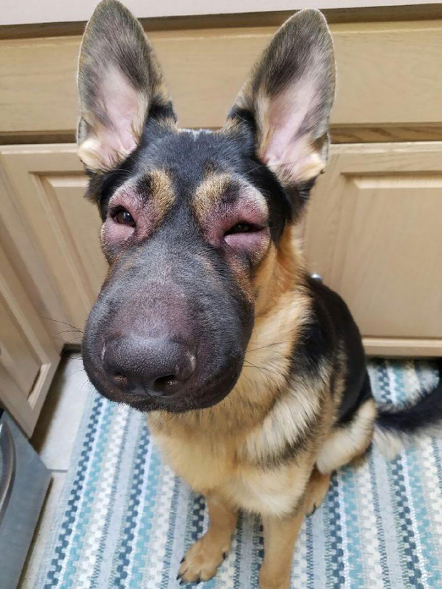 kutya csípés arc pofa száj