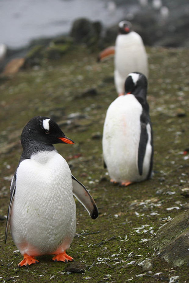 A világ érdekes antarktisz vulkán pompei pingvin kolónia pusztulás guanó