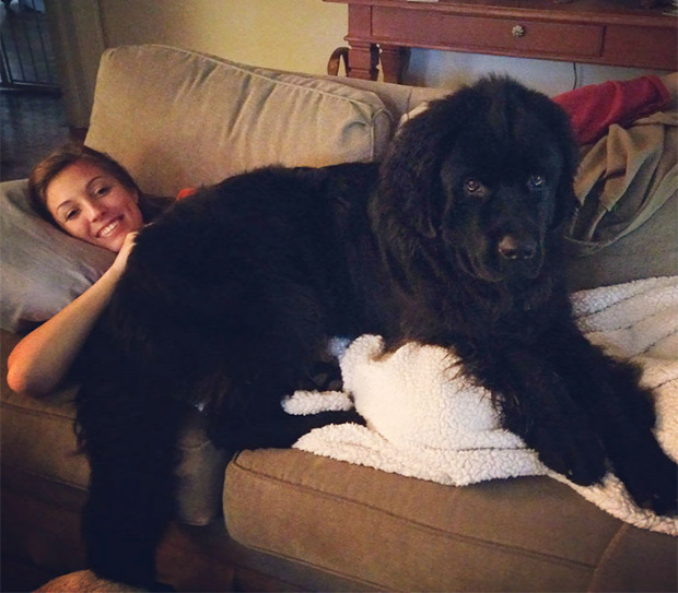 A világ érdekes kutya óriás nagy hatalmas