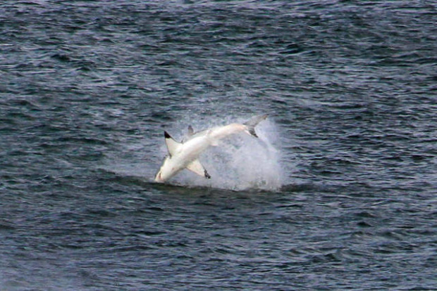 A világ érdekes Ausztrália szörf fehér cápa