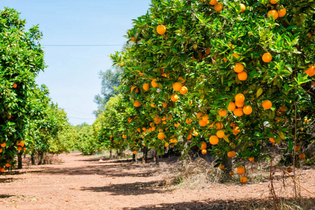 Ökokatasztrófa narancs betegség citrus