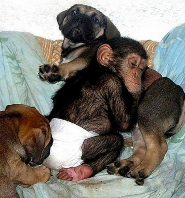 A világ érdekes csimpánz árva kutya masztiff