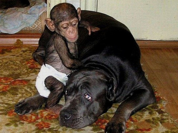 A világ érdekes csimpánz árva kutya masztiff