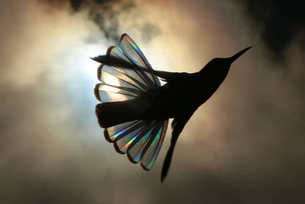 A világ érdekes kolibri szárny szivárvány