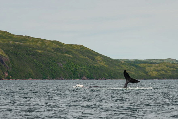 Új-Fundland bálna hosszúszárnyú