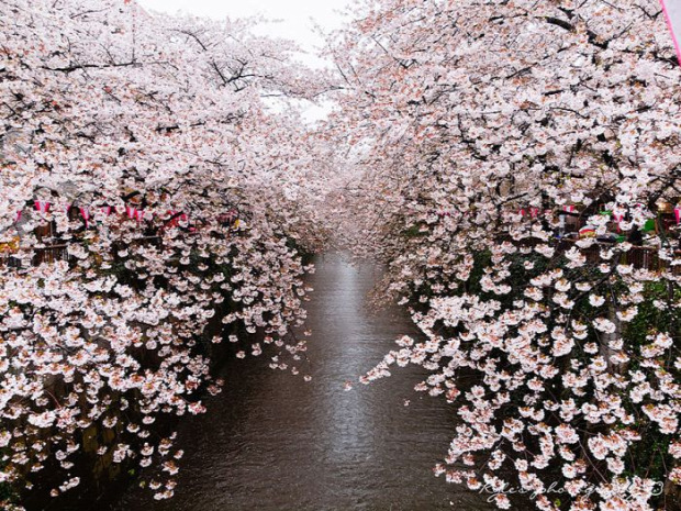 A világ érdekes Japán cseresznye virágzás