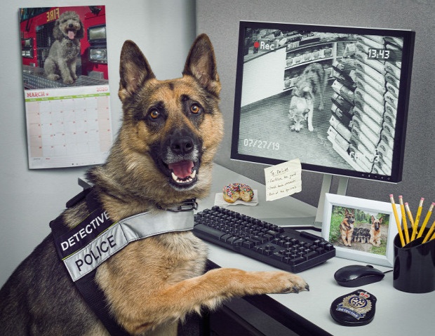 A világ érdekes rendőrség naptár kutya rendőrkutya K9