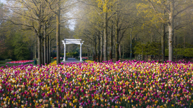 Hollandia  Keukenhof  park virág járvány ember