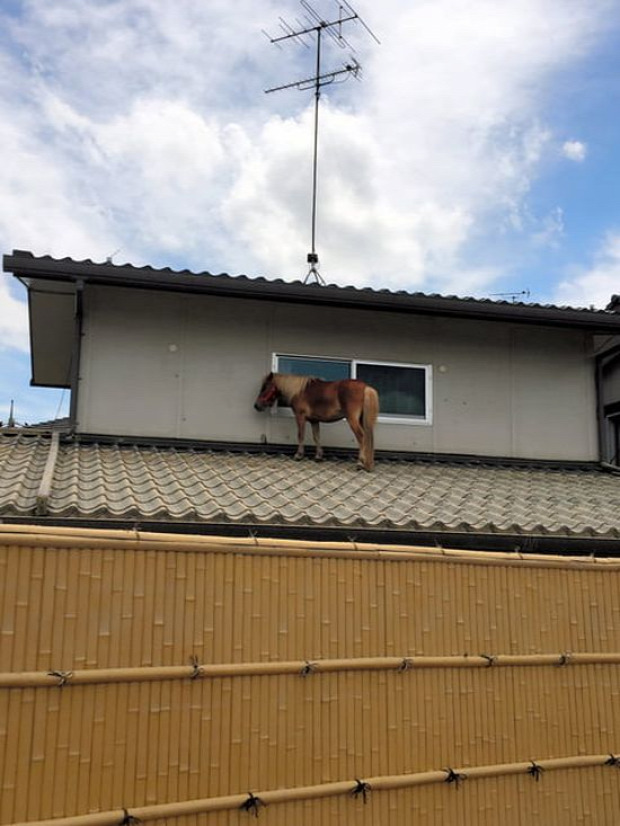 A világ érdekes áradás Japán ló háztető póni