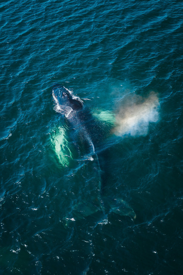 Új-Fundland bálna hosszúszárnyú