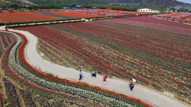 A világ érdekes Kína Wuhan Dongxihu park tulipán