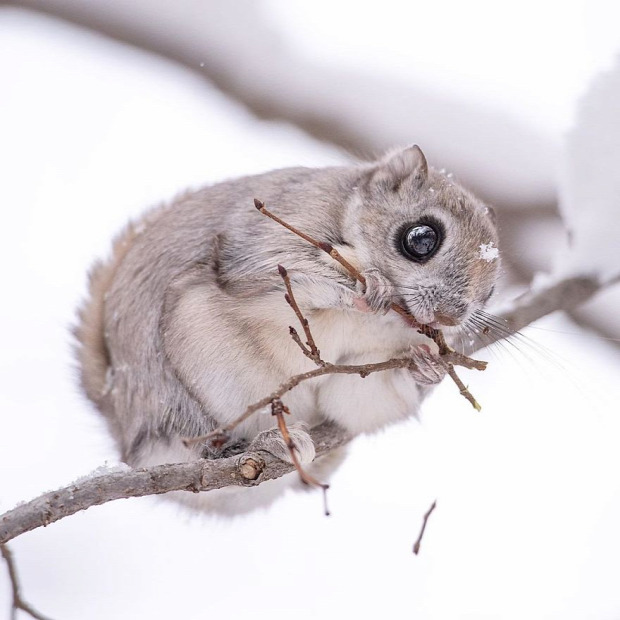 japán törpe repülő mókus