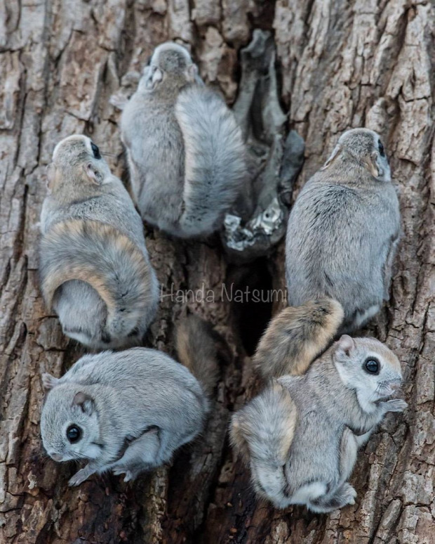 japán törpe repülő mókus