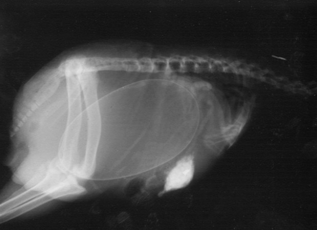 A világ érdekes állat terhesség vemhesség röntgen