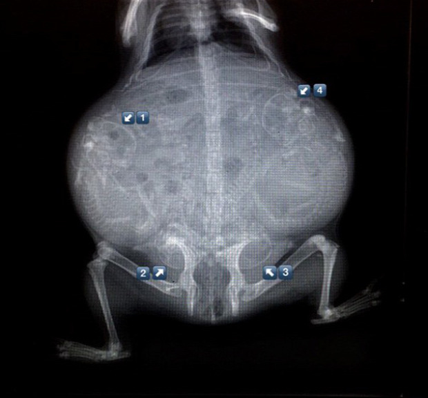 A világ érdekes állat terhesség vemhesség röntgen