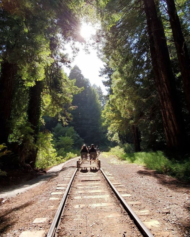 kalifornai kirándulás vasút vasútvonal erdő hajtány mamutfenyő