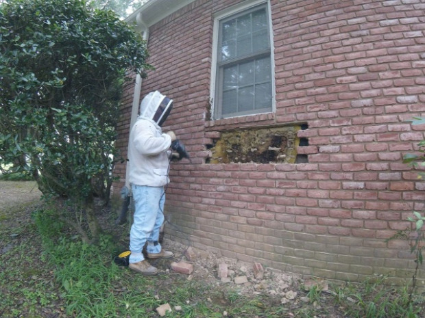 A világ érdekes fal repedés hőkamera szellőző méh kas méz