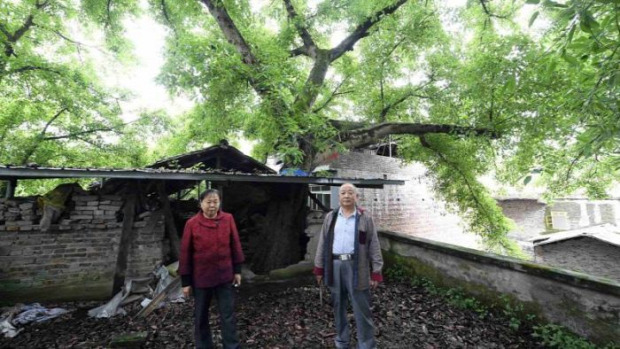 A világ érdekes ház fa 400 éves Kína
