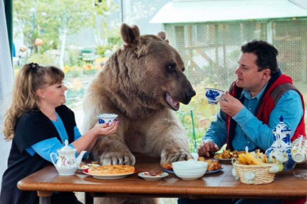 A világ érdekes mackó medve háziállat