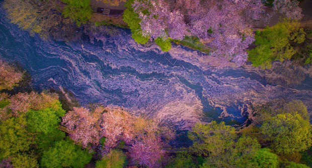 Japán cseresznyefa virágzás