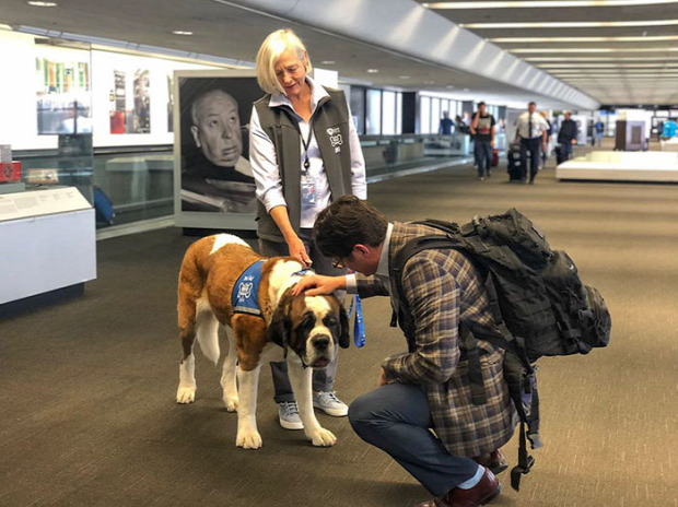 San Francisco  reptér kutya malac lelki segély