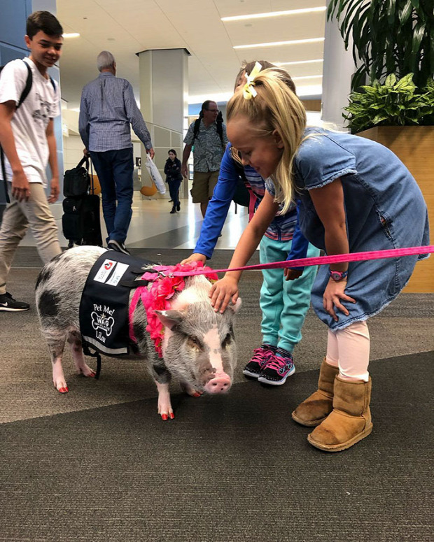 San Francisco  reptér kutya malac lelki segély